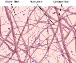 connectivtissue